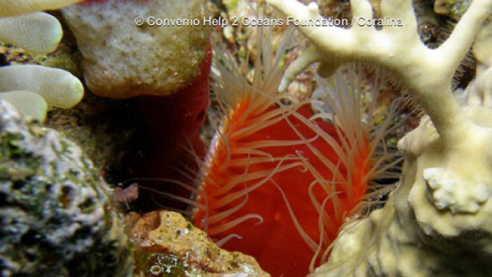 Bivalves (32)